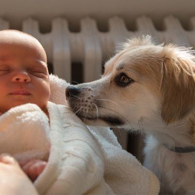 Preparar o cão para a chegada de um bebé